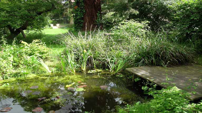 Wildlife pond with timber landing stage